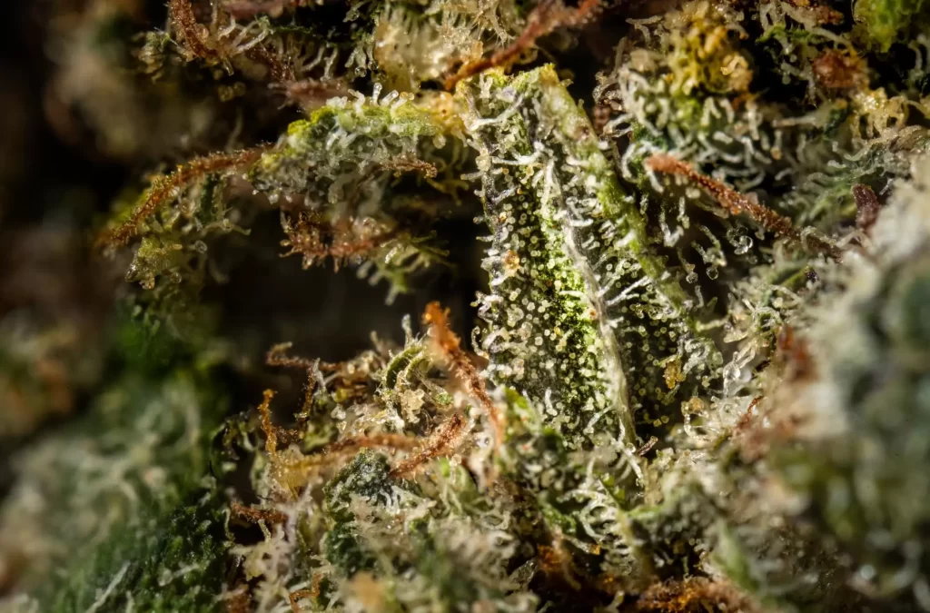 HHC Flower