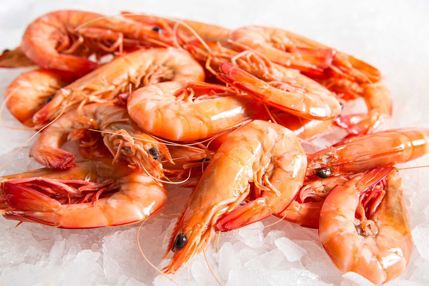 where to buy big prawns in singapore